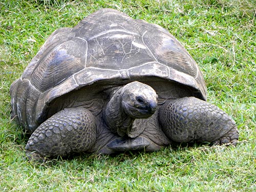 Tortue géante